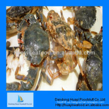 Iqf mud crab para la venta